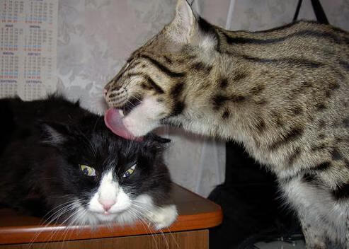 kaiyun开云·官方网站-_海洋运动嘉年华：冲浪、潜水一站式体验_，海洋馆 潜水表演